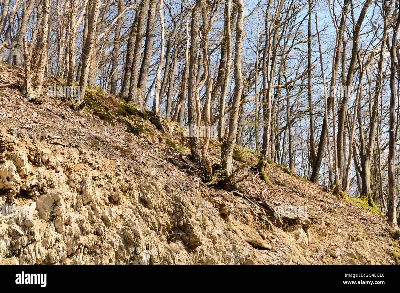 Bäume, die auf Felsen in den Wäldern in Deutschland wachsen Stockfoto