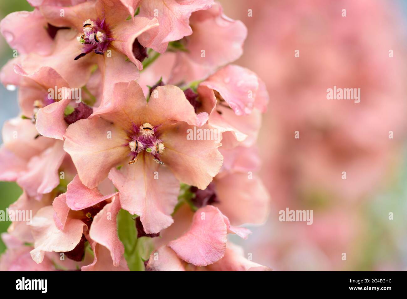 Verbascum „Carribean Crush“. Mullein 'Caribbean Crush', auch bekannt als Verbascum bombyciferum 'Caribbean Crush'. Aprikosenrosa Blüten Stockfoto