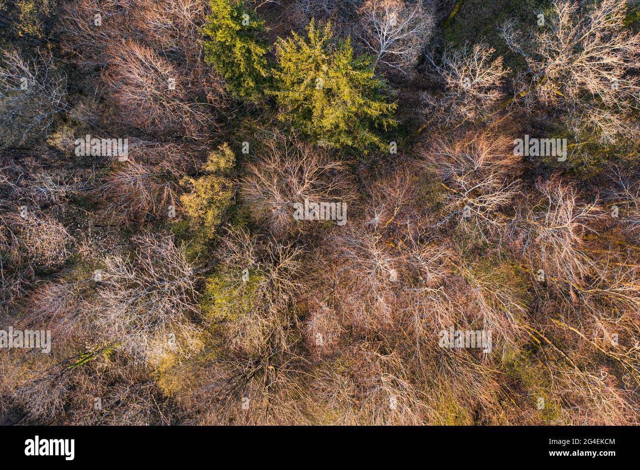 Draufsicht auf Laubbaumwald zu Beginn des Frühlings Stockfoto