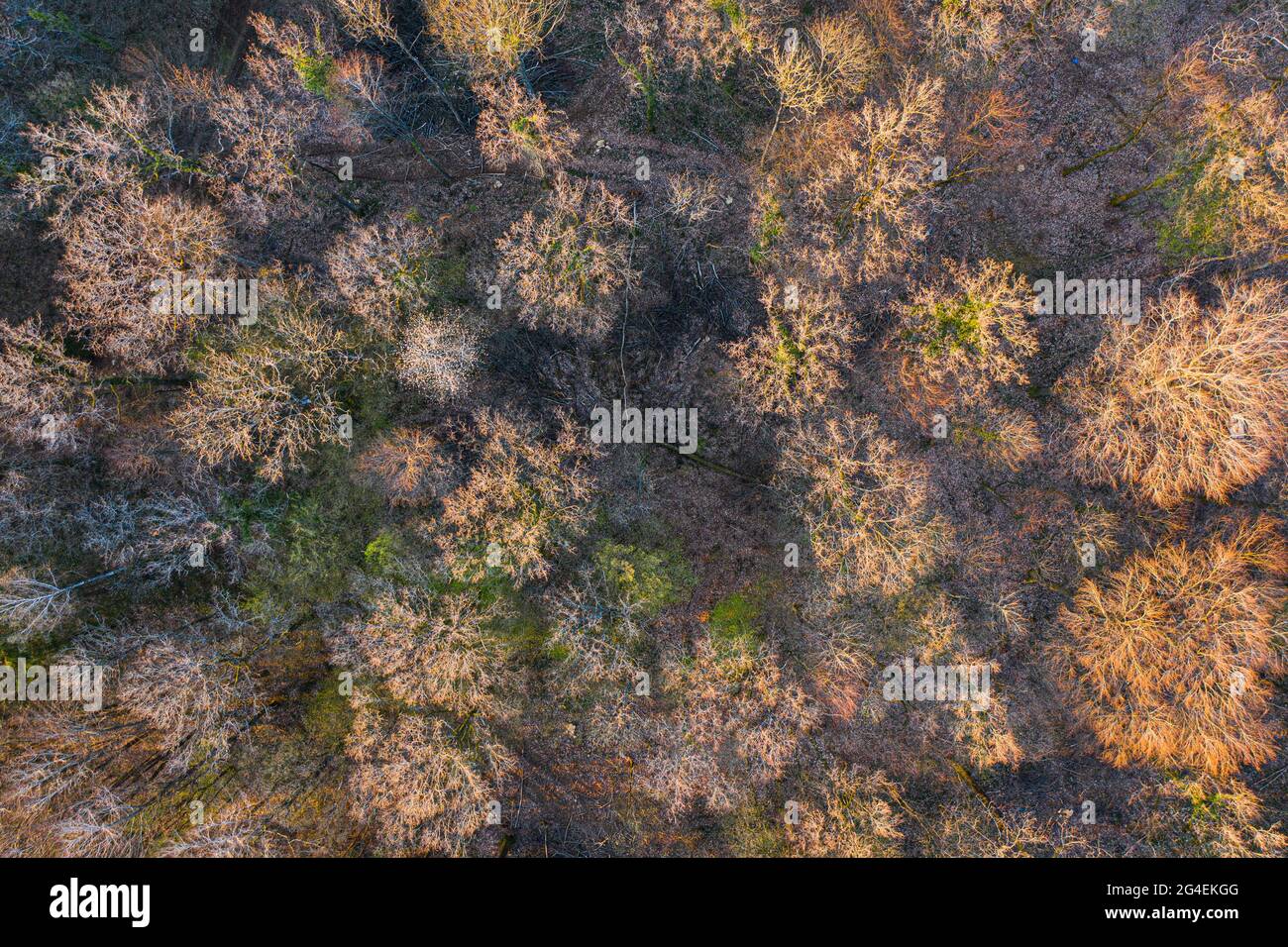 Draufsicht auf Laubbaumwald zu Beginn des Frühlings Stockfoto