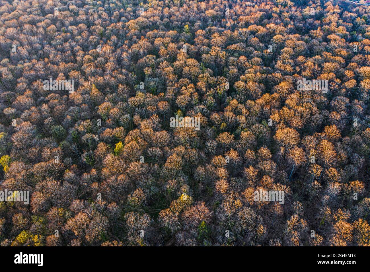 Draufsicht auf Laubbaumwald zu Beginn des Frühlings Stockfoto