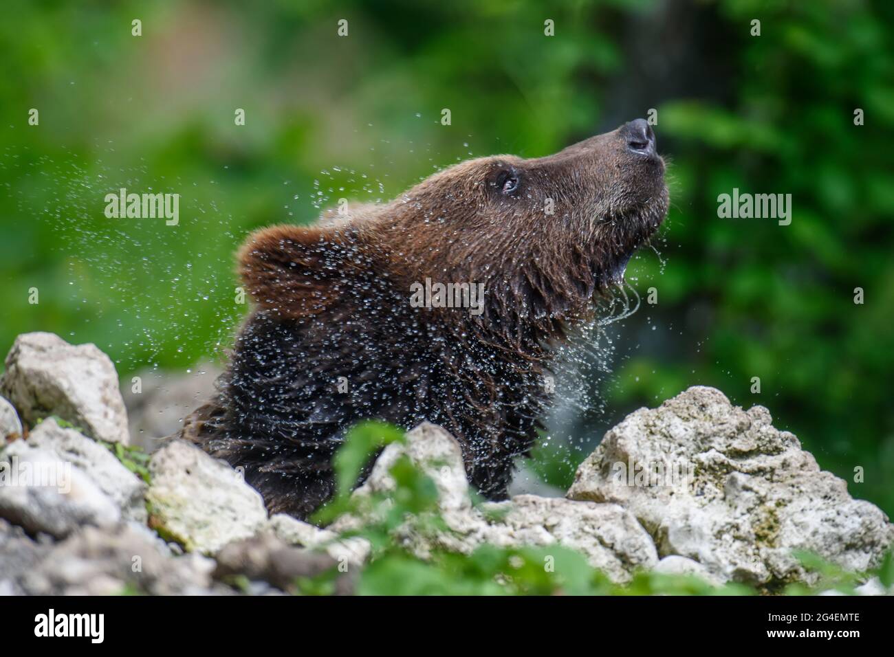Wilder Braunbär (Ursus Arctos) am Teich im Sommerwald. Tier in