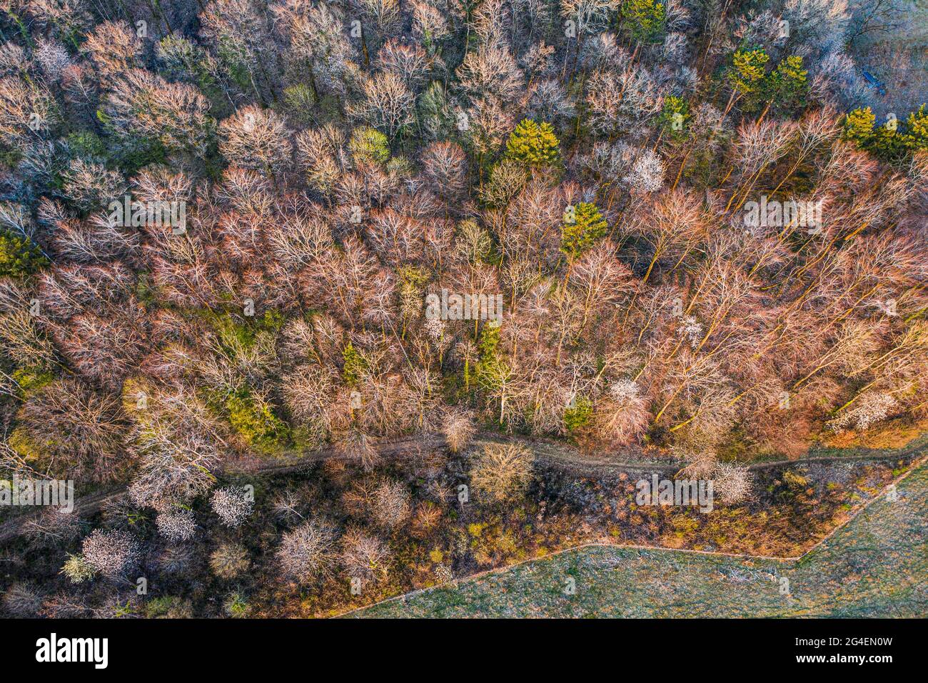 Luftaufnahme eines Weges, der im Frühjahr durch einen Laubwald führt Stockfoto