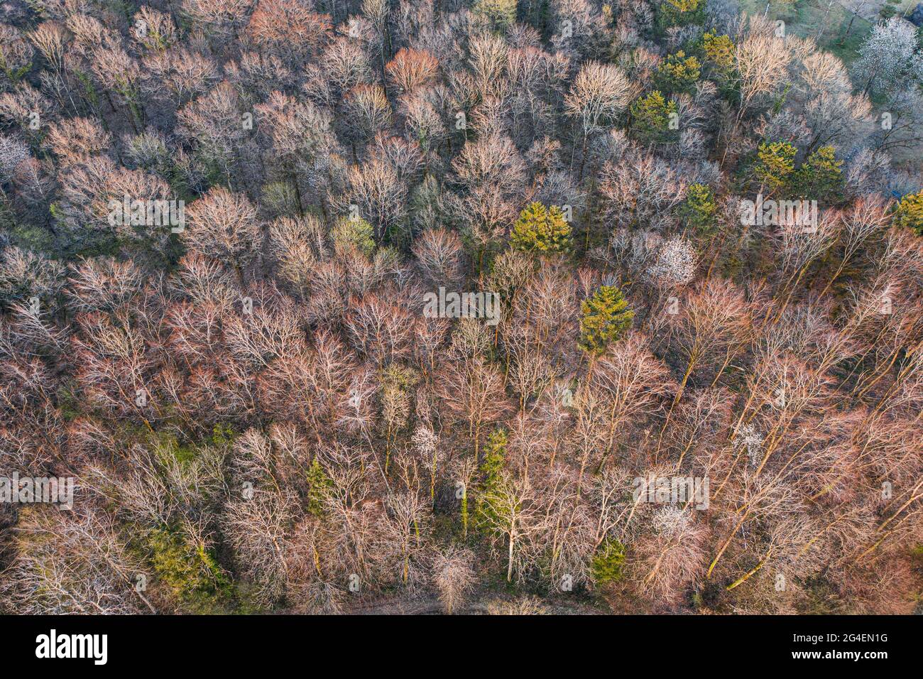 Draufsicht auf Laubbaumwald zu Beginn des Frühlings Stockfoto