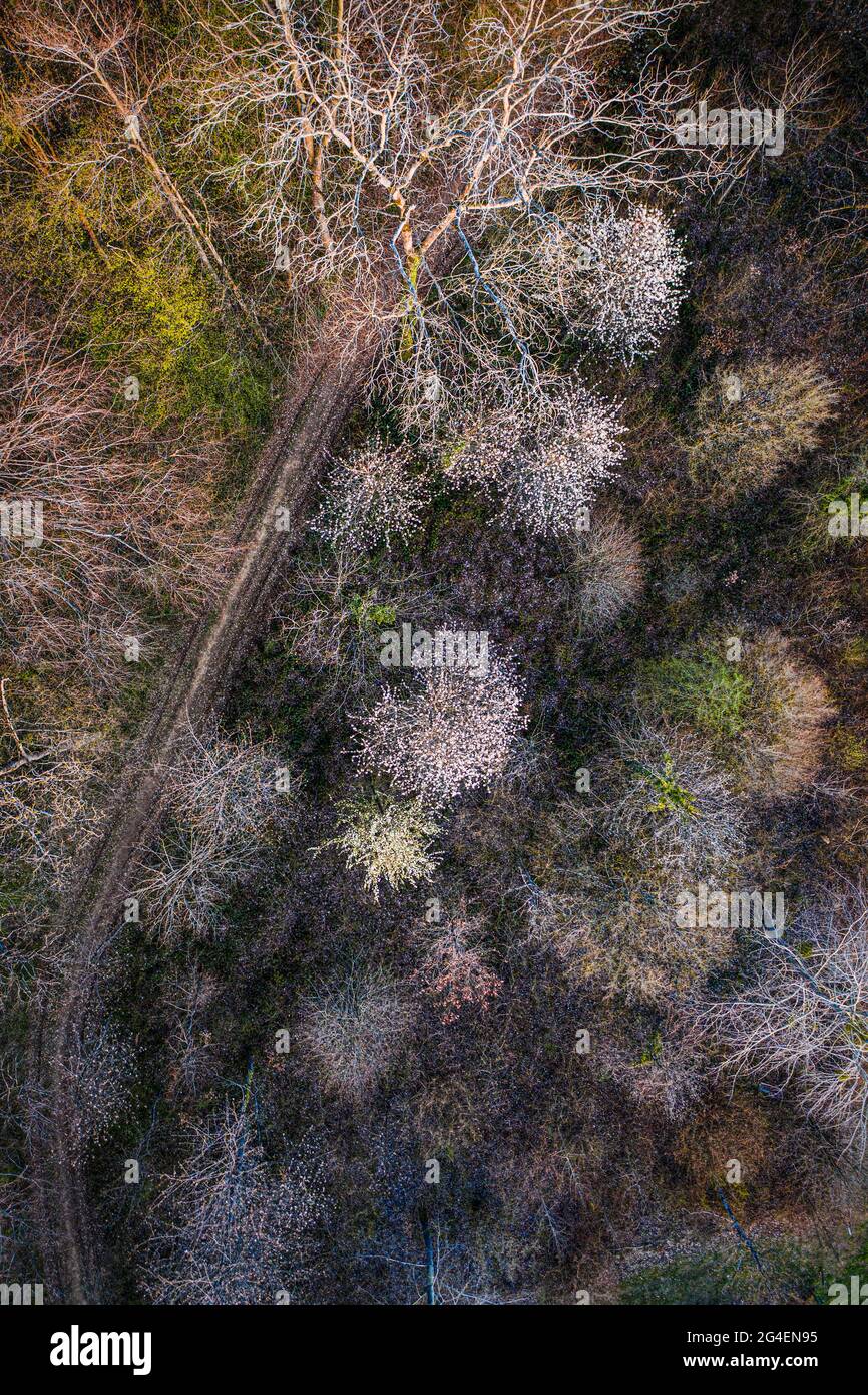 Luftaufnahme eines Weges, der im Frühjahr durch einen Laubwald führt, einige blühen Stockfoto