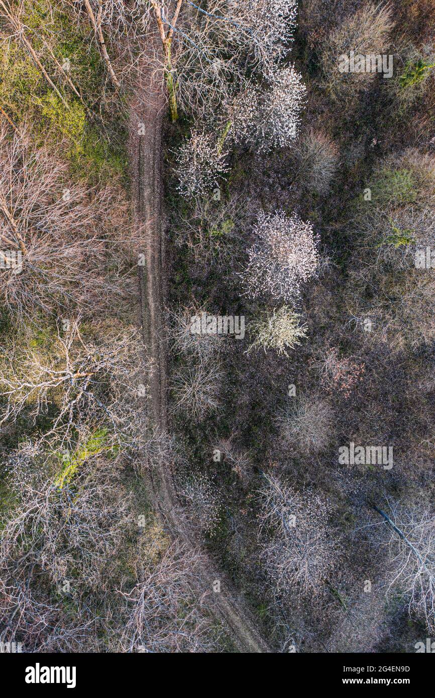 Luftaufnahme eines Weges, der im Frühjahr durch einen Laubwald führt Stockfoto