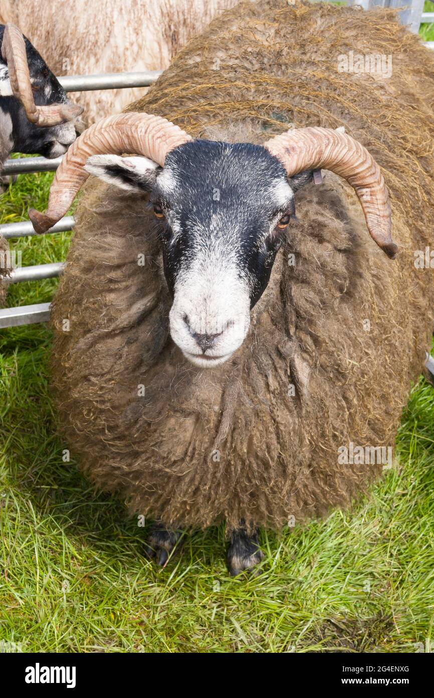 Schwarzgesichtige Schafe auf der Drymen Agricultural Show, Stirlingshire, Schottland Stockfoto