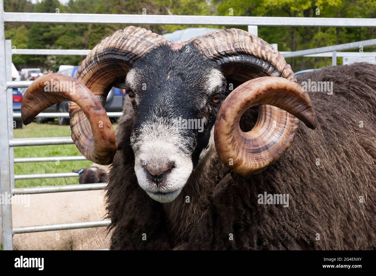 Schwarzgesichtige Schafe auf der Drymen Agricultural Show, Stirlingshire, Schottland Stockfoto