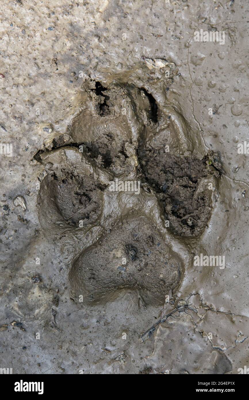 Wolf, Canis Lupus, Fußabdrücke der Pfoten in braunem Schlamm. Spuren in Schmutz Stockfoto