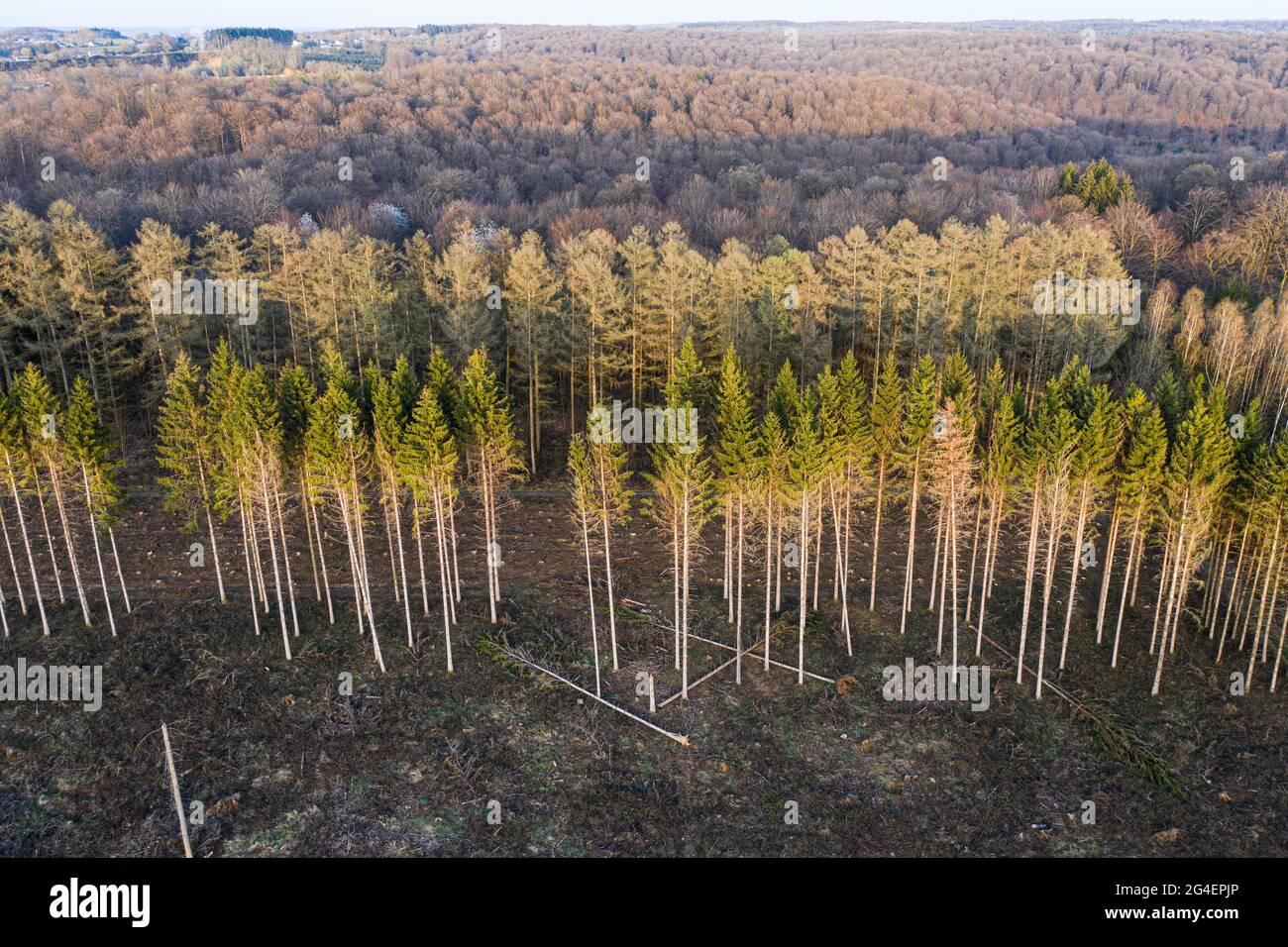Luftaufnahme der Waldbewirtschaftung, Ardennen, Belgien. Laubbaumwald und oder gegen Fichtenwald. Stockfoto