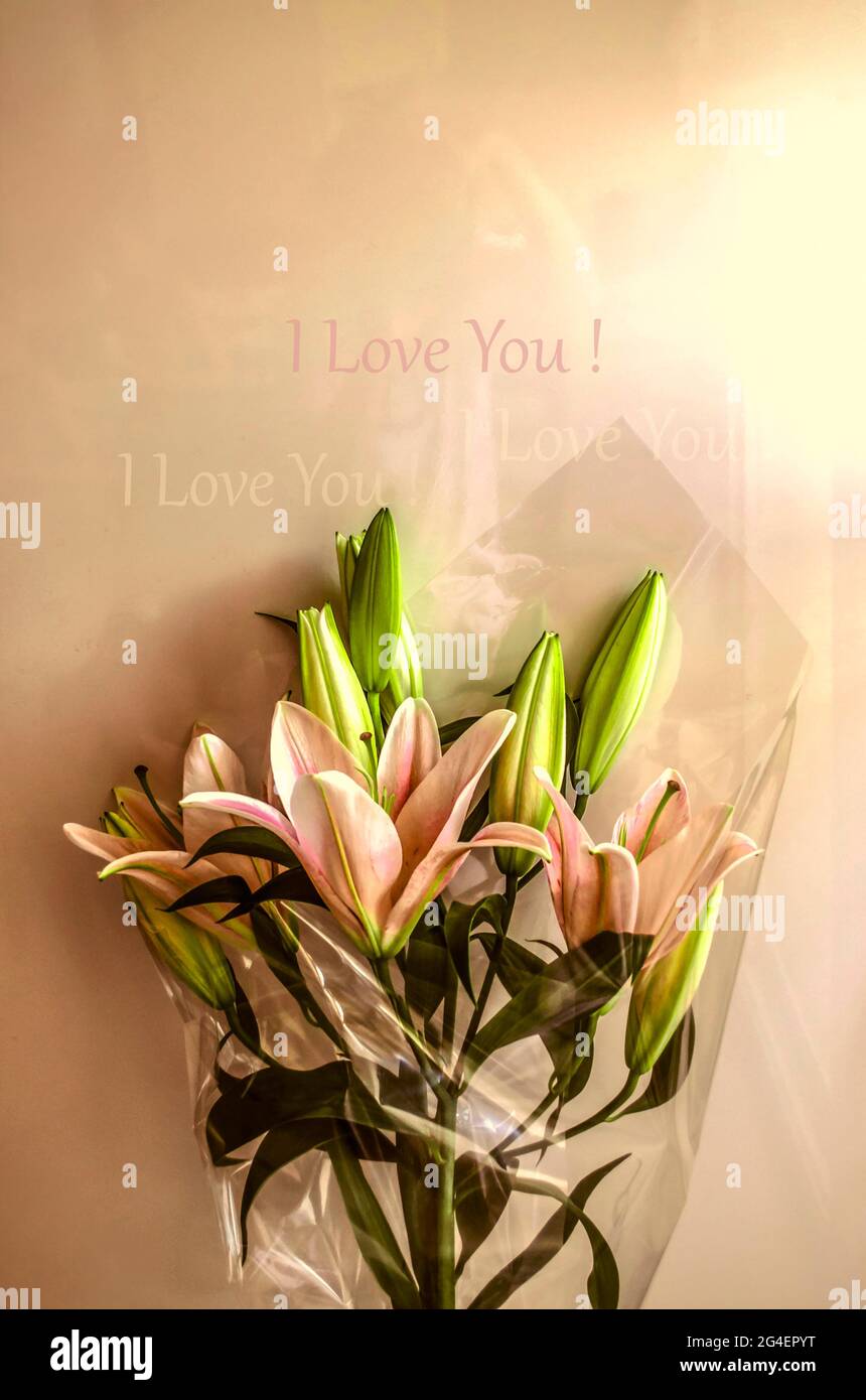 Ein Bouquet mit Zweigen blühter Blüten rosa-weißer Lilien mit großen Knospen, umhüllt von einer transparenten Verpackung und der Aufschrift „I Love You!“ Stockfoto