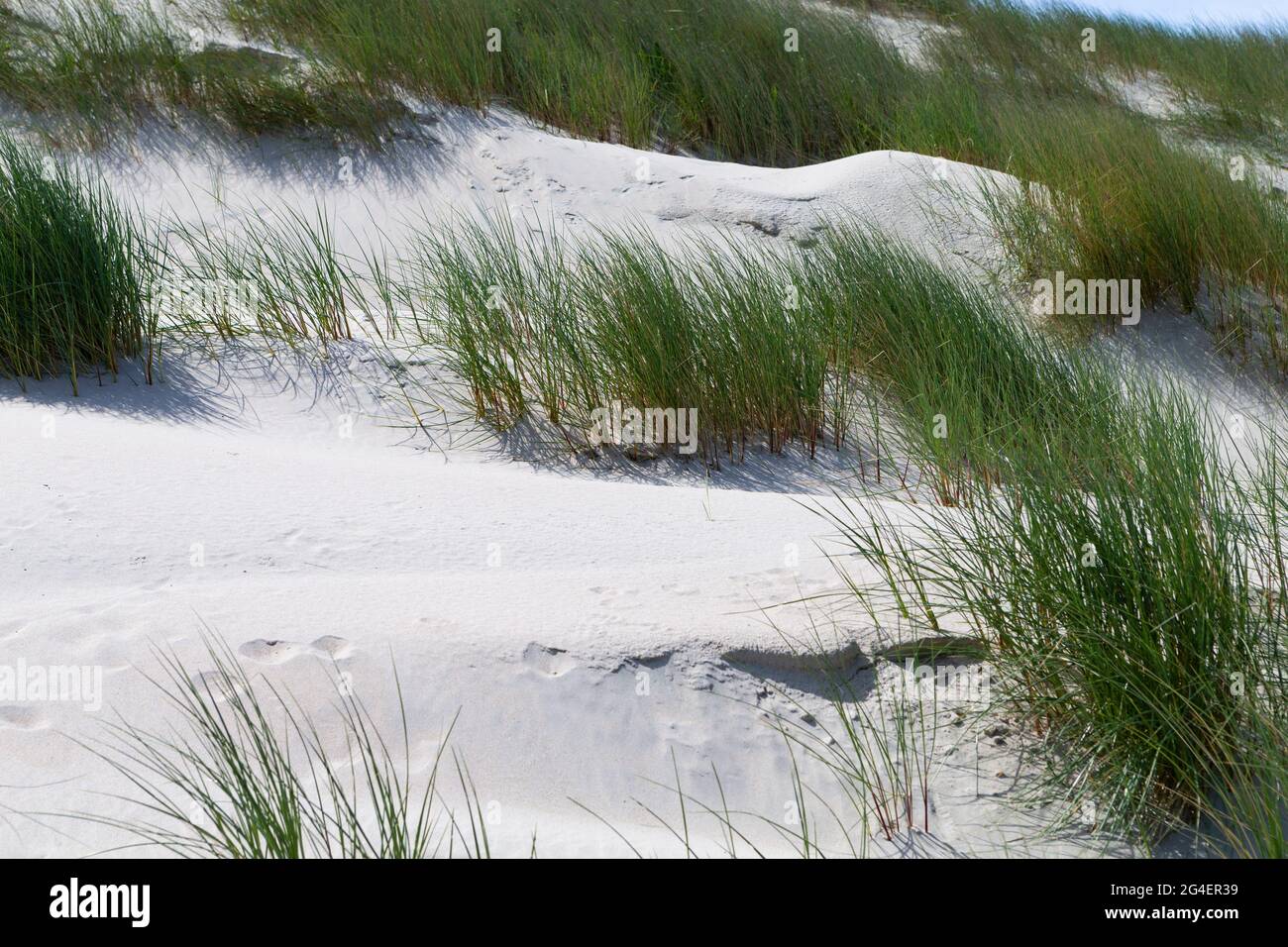 Strandgras Das Foto zeigt eine Düne mit Strandgras auf der Nordseeinsel Baltrum ...