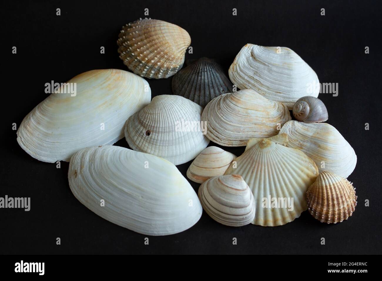 Eine Mischung aus Muscheln sammelte sich auf einem Spaziergang entlang der Strandlinie der Llandonna Bay auf Anglesey. Die Sandstrände und das Meeresbett sind ein idealer Lebensraum für Muscheln Stockfoto