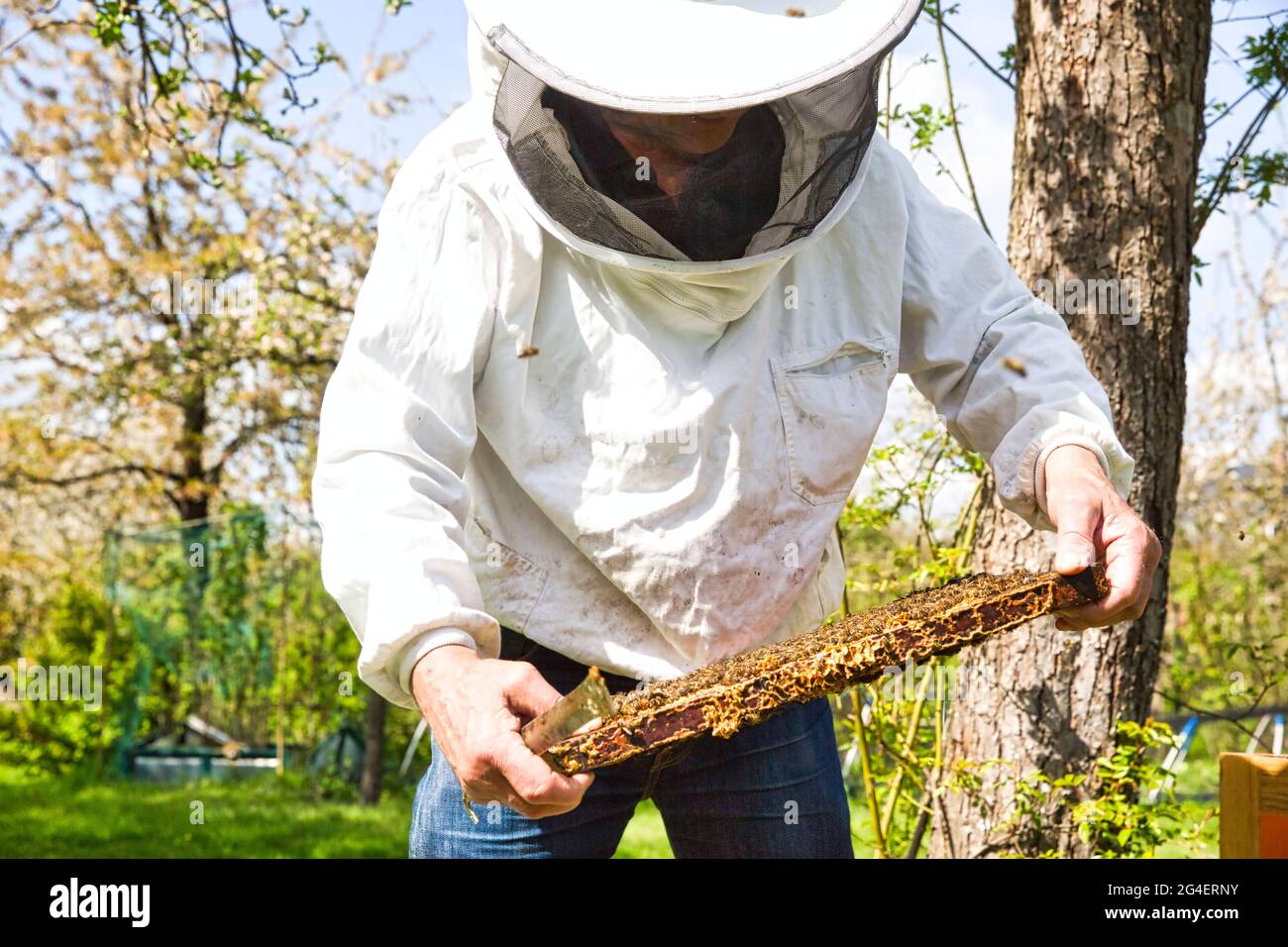 Imker sucht Schwarm Aktivität über wabe auf Holzrahmen, die Situation im Bienenvolk. Rahmen mit Foundation mit Festlegung der Arbeitnehmer, lookin Stockfoto