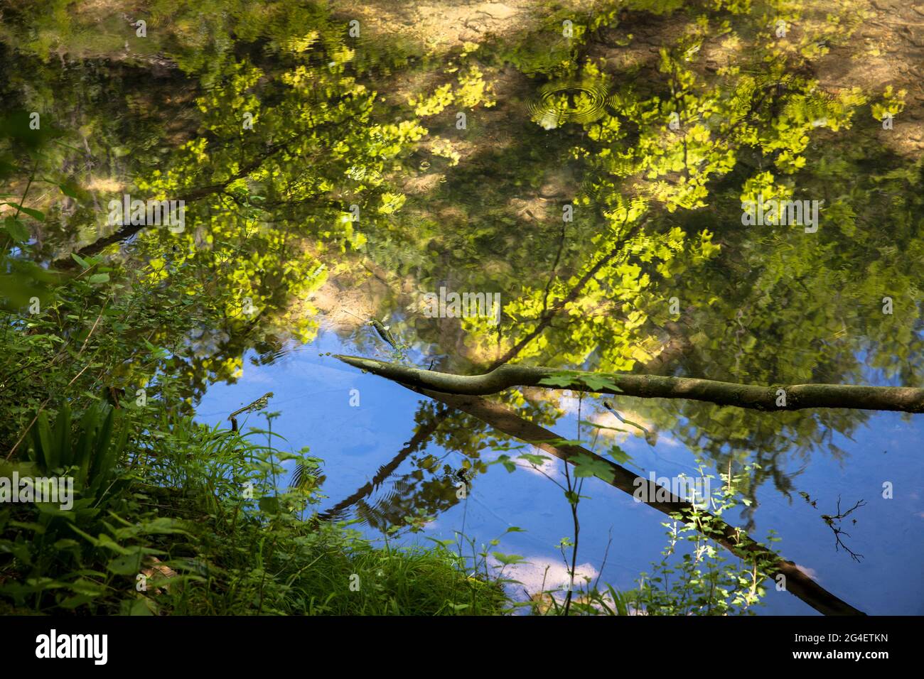 Reflexion im Wasser der Henne zwischen Hemer und Balve, Henne-Tal, Sauerland, Nordrhein-Westfalen, Deutschland. Spiegelung im Stockfoto