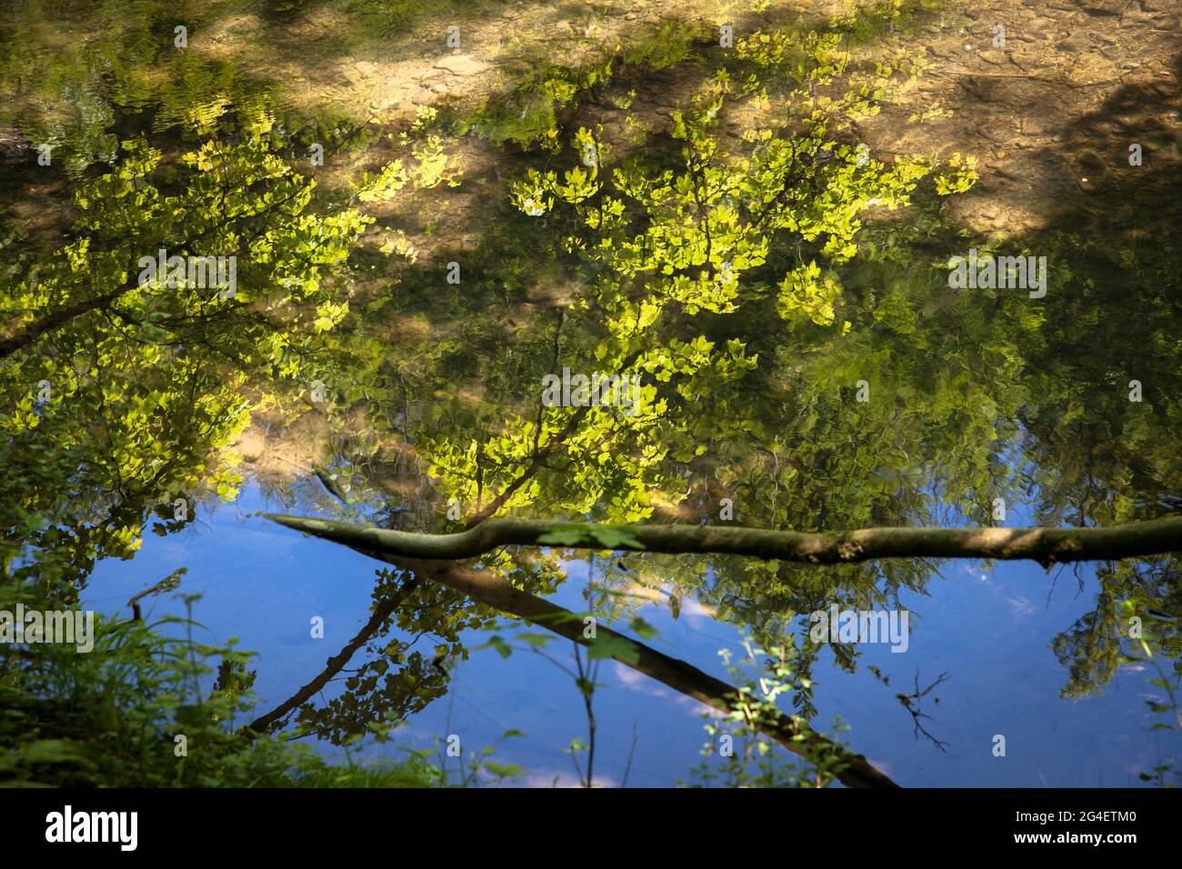 Reflexion im Wasser der Henne zwischen Hemer und Balve, Henne-Tal, Sauerland, Nordrhein-Westfalen, Deutschland. Spiegelung im Stockfoto