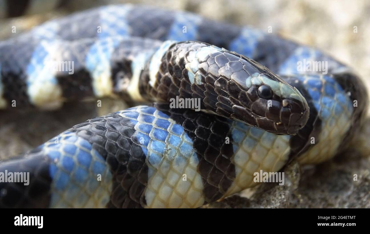 Seekrait, laticauda laticaudata, Linnaeus, 1758, GIFTIG, SELTENE Andamaninseln und möglicherweise Nikobar, Indien Stockfoto