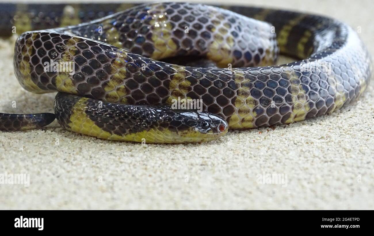 Andaman Krait, Bungarus andamanensis, Biswas & Sanyal, 1978. GIFTIG, HÄUFIG, endemisch auf den Andaman-Inseln Indiens Stockfoto