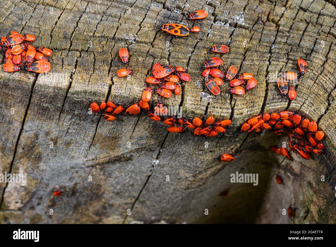 Eine große Gruppe von Insekten, die rotgeflügelten Flügellosen, sammelte sich auf der Rinde eines Baumes Stockfoto