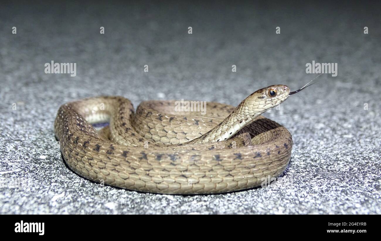 Storeria victa, die braune Schlange Floridas, ist eine Art von nicht giftigen Schlangen aus der Familie der Colubridae, die in Georgia und Florida in der Unite beheimatet ist Stockfoto