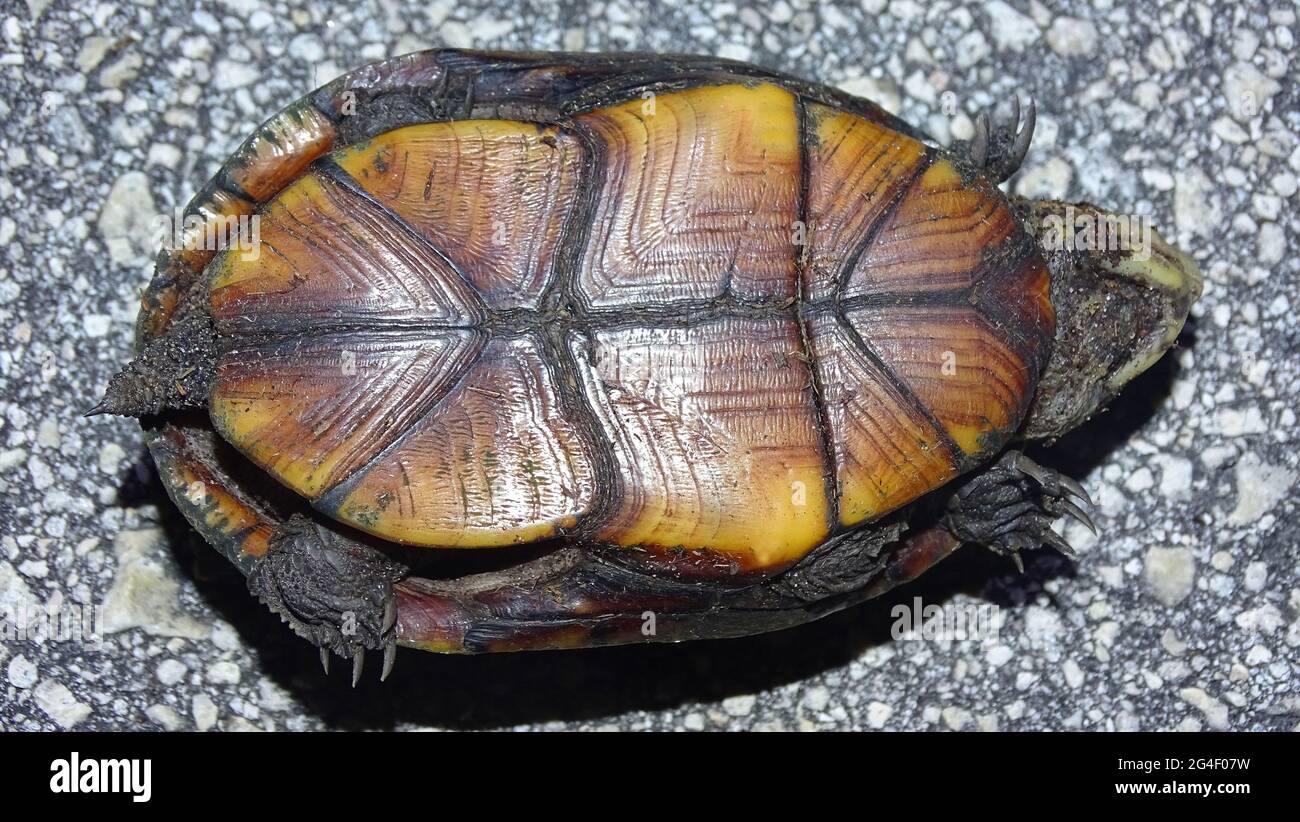 Florida Mud Turtle, Kinosternon subrubrum steindachneri. Die Art ist im Bundesstaat Florida in den Vereinigten Staaten endemisch Stockfoto