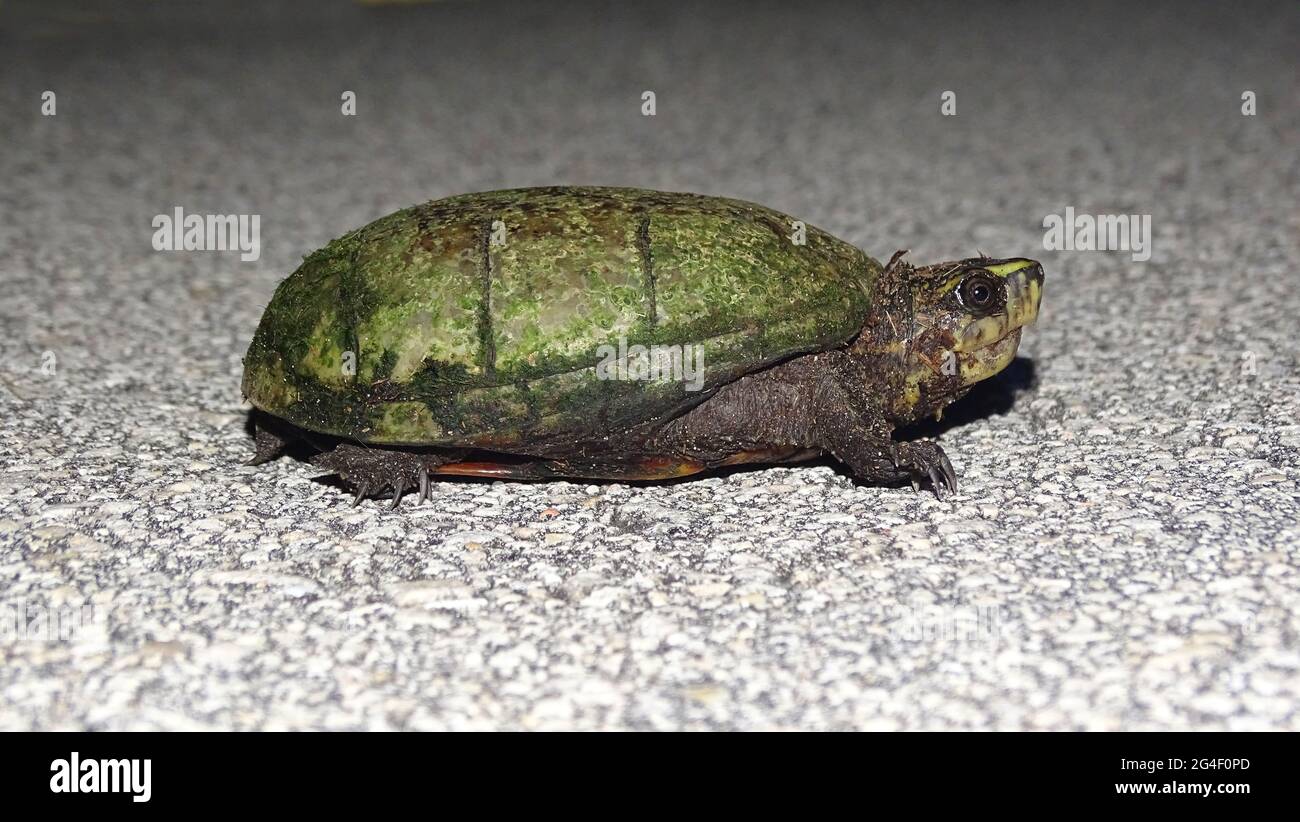 Florida Mud Turtle, Kinosternon subrubrum steindachneri. Die Art ist im Bundesstaat Florida in den Vereinigten Staaten endemisch Stockfoto