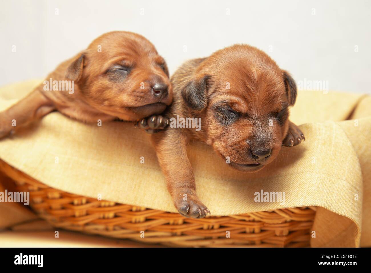 Zwei Welpen aus derselben Brut liegen in einem Weidenkorb. Neugeborene Welpen in einem dekorativen Korb. Stockfoto
