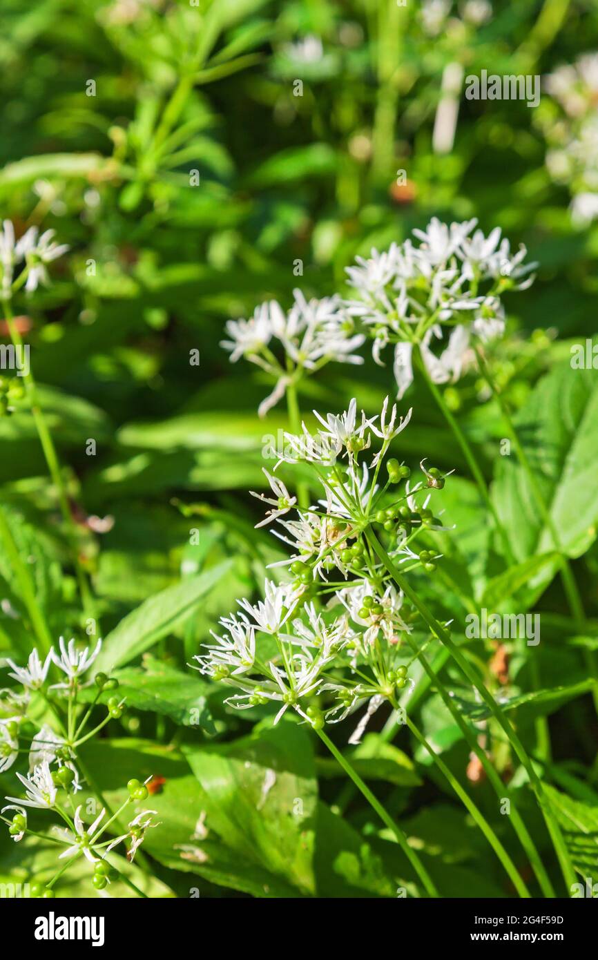 Blühende Ramsons blühen auf einer Wiese Stockfoto