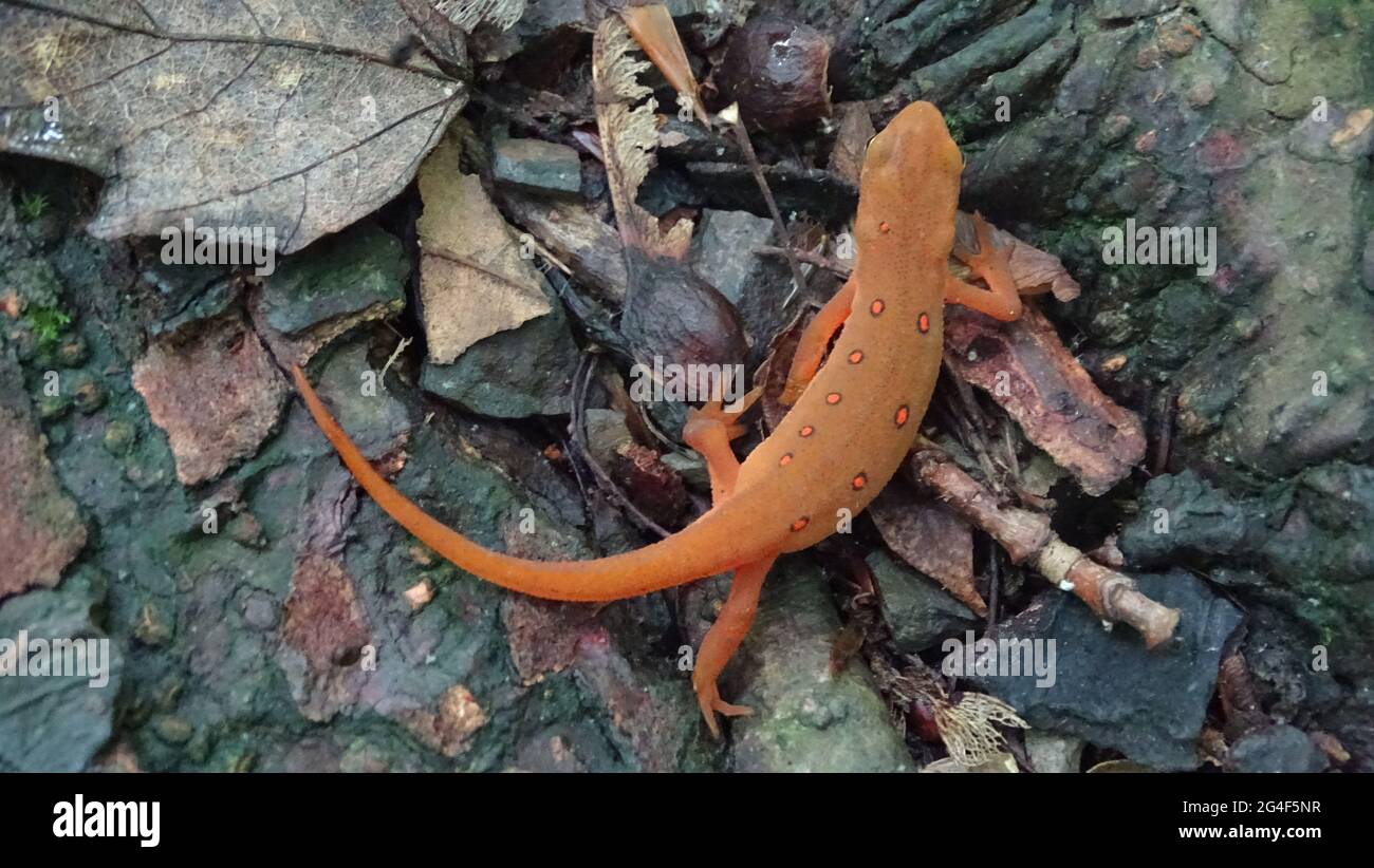 Rotfleckiger Newt, Notophthalmus viridescens. Gewöhnlicher Molch aus dem Osten Nordamerikas. Es frequentiert kleine Seen, Teiche und Bäche oder in der Nähe nasse Wälder Stockfoto