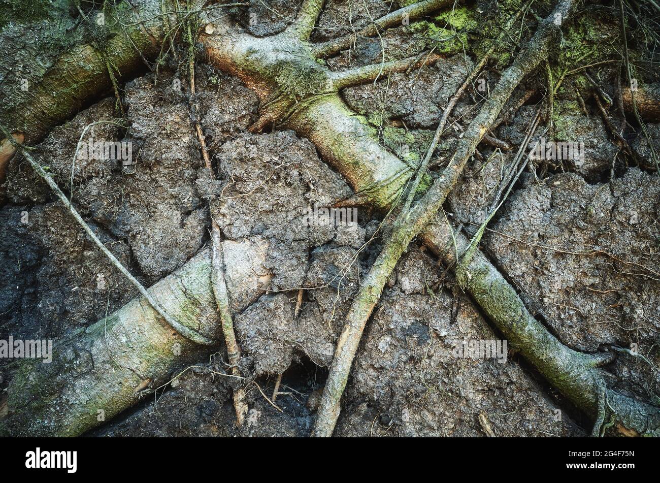 Natur abstrakter Hintergrund aus Baumwurzeln und Erde. Stockfoto