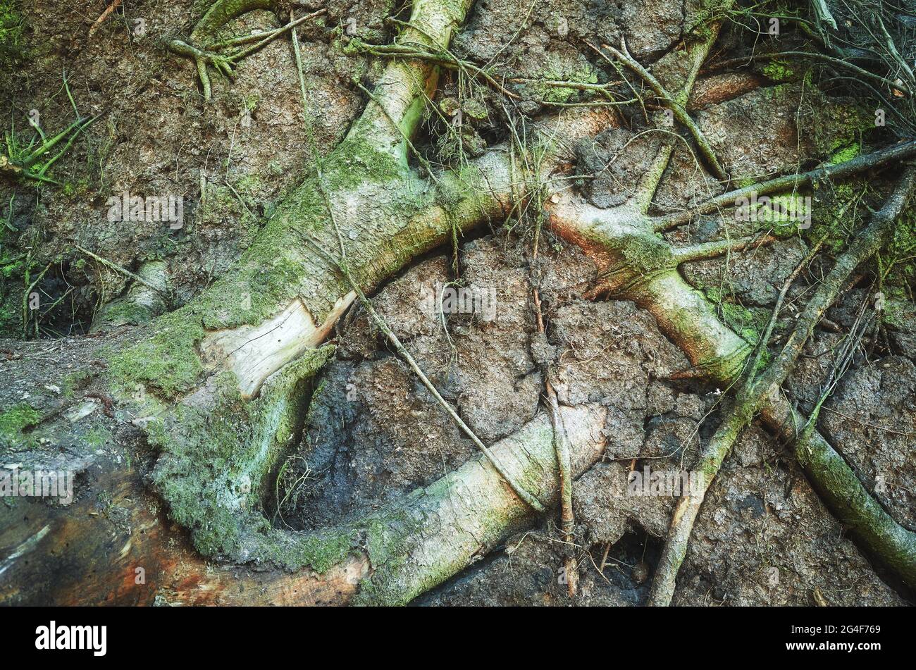 Natur abstrakter Hintergrund aus Baumwurzeln und Erde. Stockfoto