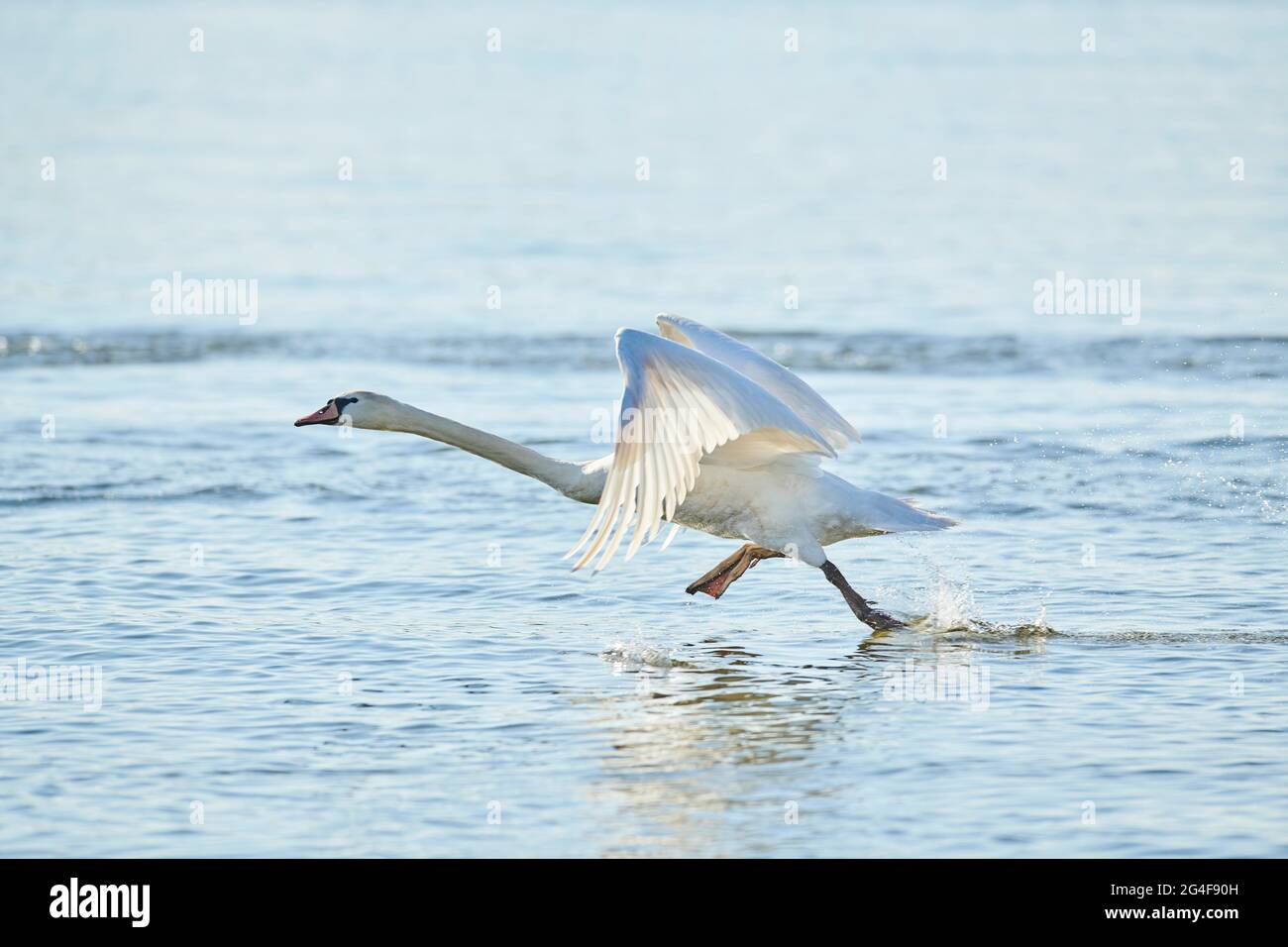 Der stumme Schwan (Cygnus olor) hebt aus dem Wasser, Deutschland Stockfoto