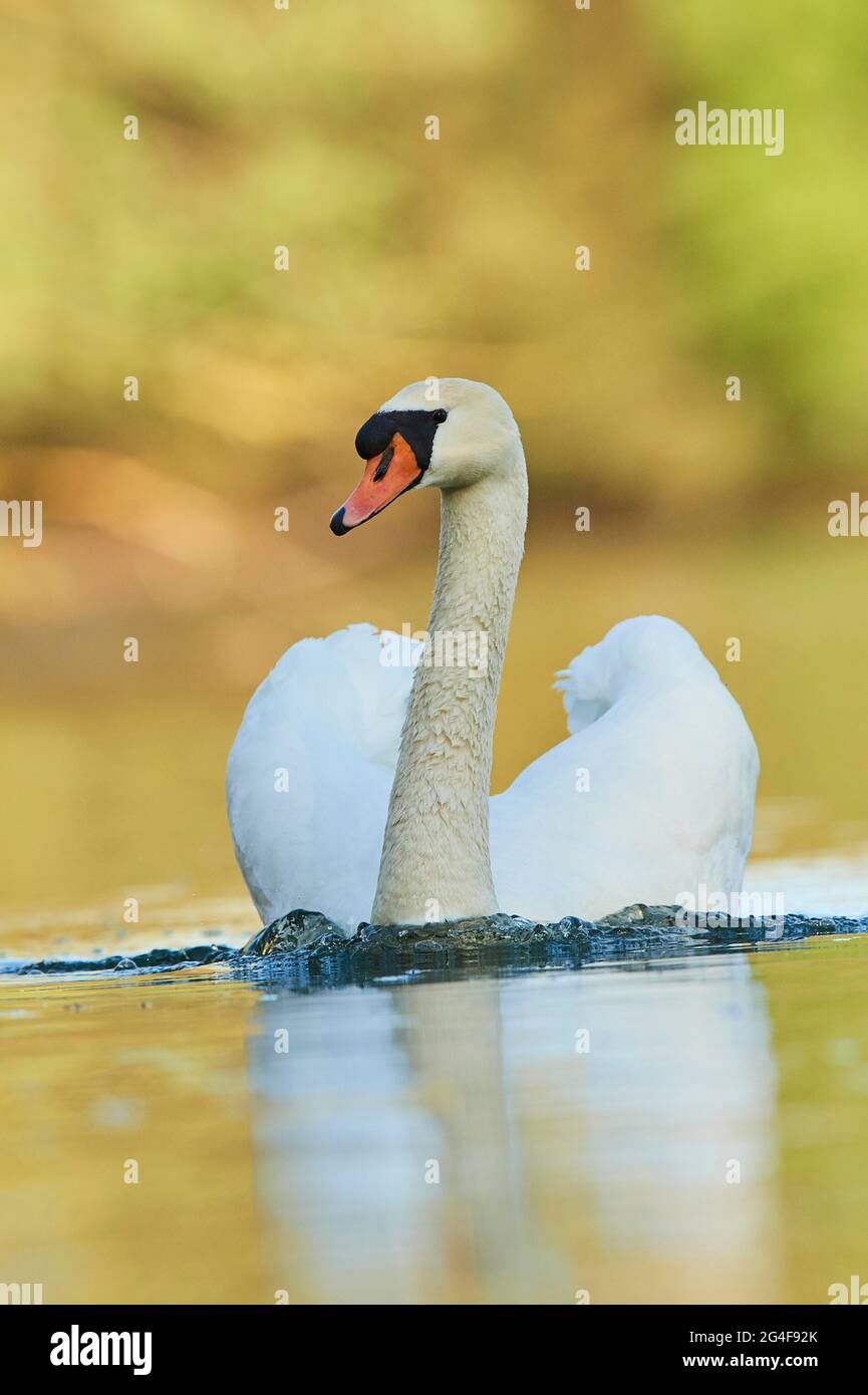 Muter Schwan (Cygnus olor), schwimmend im Wasser bei Abendlicht, Bayern, Deutschland Stockfoto