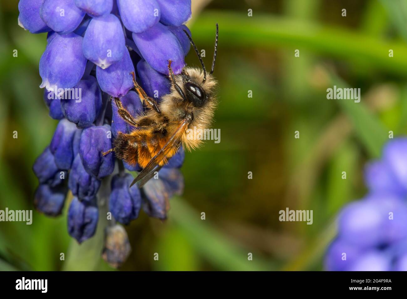 Rostige Maurerbiene (Osmia bicornis) auf Traubenhyazinthe (Muscari armeriacum), Baden-Württemberg, Deutschland Stockfoto