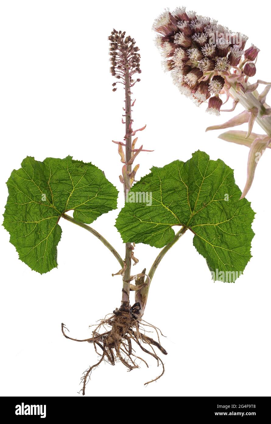 Roter gemeiner Butterbur (Petasites hybridus) auf weißem Grund, Deutschland Stockfoto