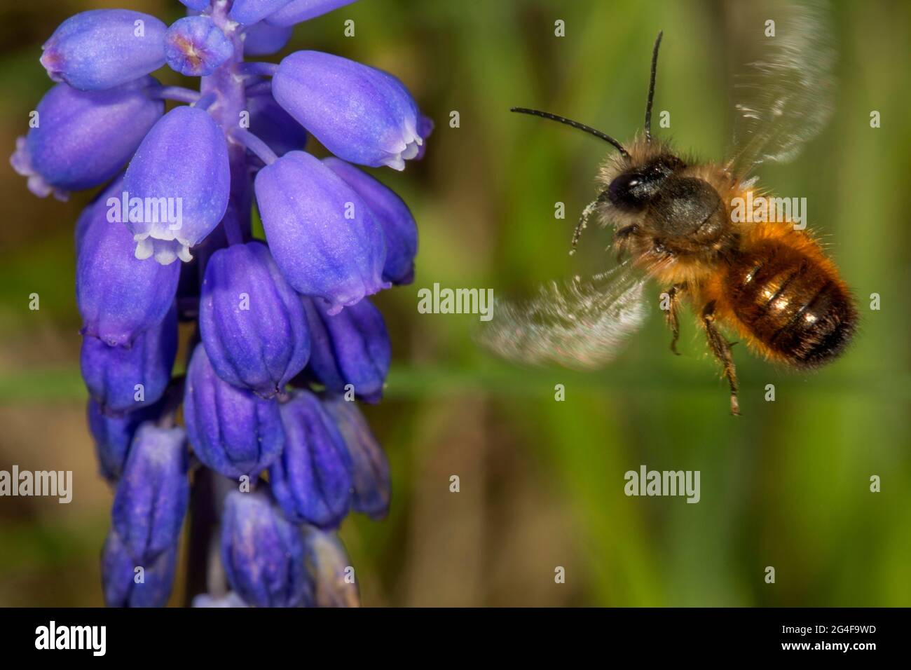 Rosty Red Maurerbiene (Osmia bicornis) nähert sich Traubenhyazinthe (Muscari armeriacum), Baden-Württemberg, Deutschland Stockfoto