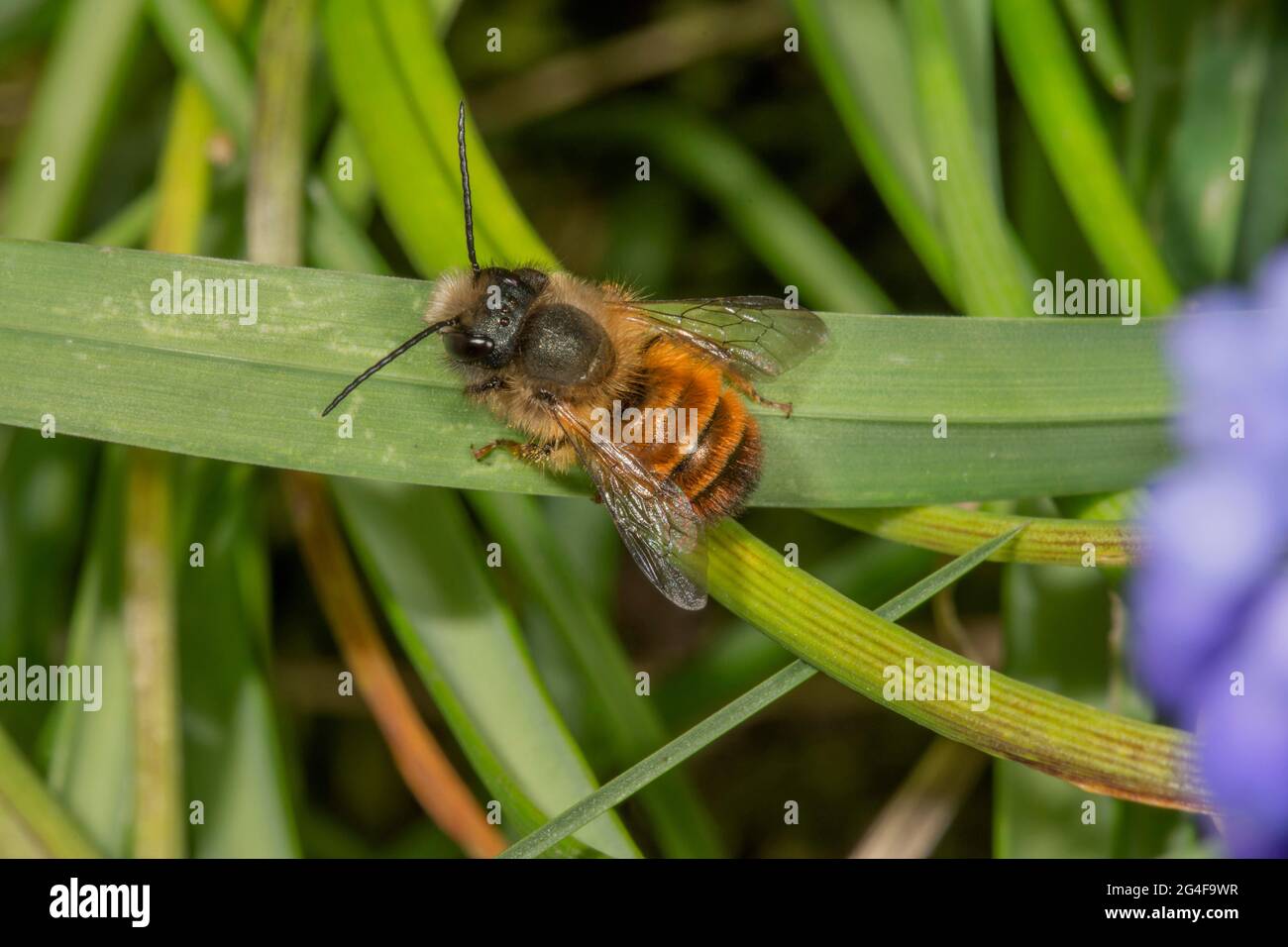 Rostige Maurerbiene (Osmia bicornis), die sich auf einem Grashalm sonnen, Baden-Württemberg, Deutschland Stockfoto