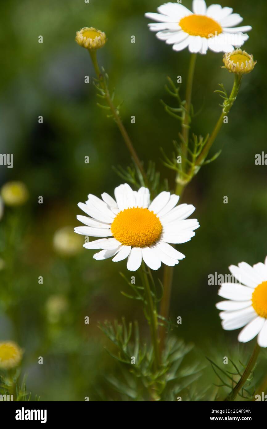 Nahaufnahme der Blüten und Knospen der deutschen Kamille vor verschwommenem Hintergrund Stockfoto