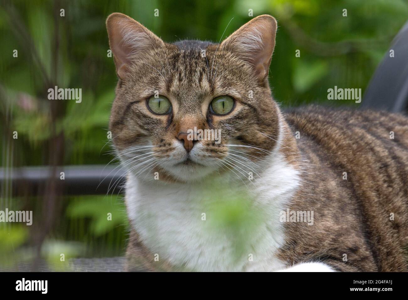 Porträt einer Hauskatze im Garten, Bayern, Deutschland Stockfoto