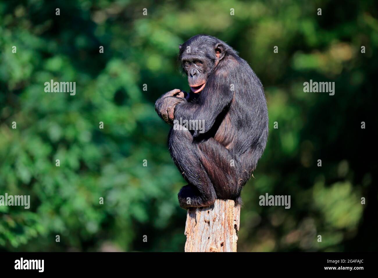 Bonobo, Zwergschimpanse (Pan paniscus), Erwachsener, sitzend, auf Baumstamm, wachsam, Gefährdete Arten, gefangen Stockfoto