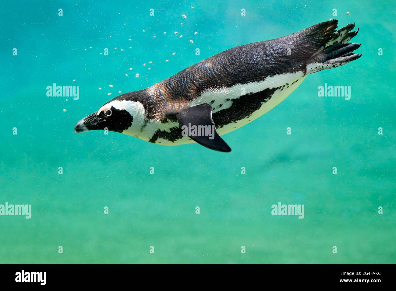 Afrikanischer Pinguin (Spheniscus demersus), erwachsen, im Wasser, schwimmend, gefangen, Südafrika Stockfoto