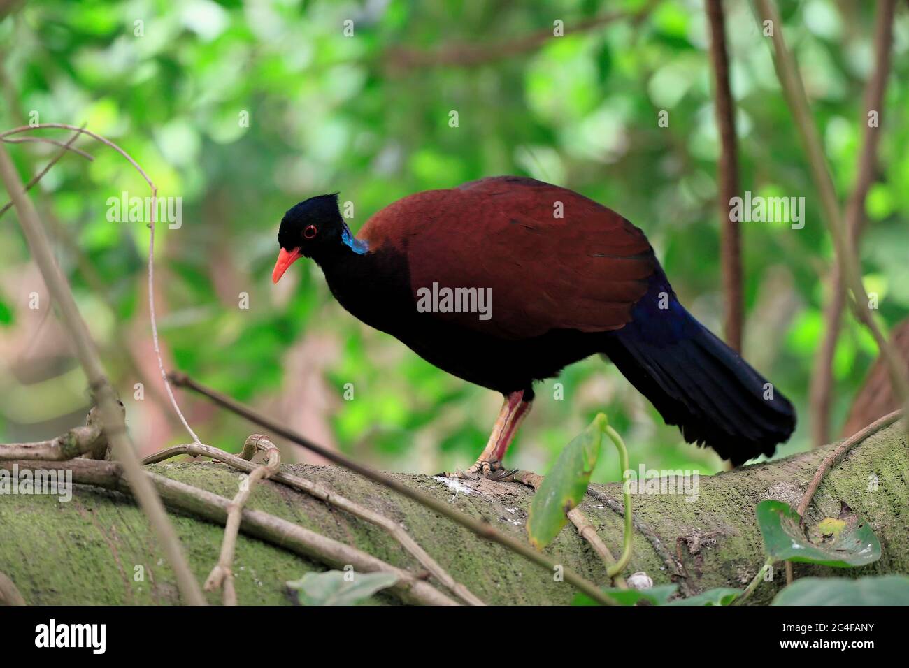 Taube (Otidiphaps nobilis), Taube, erwachsen, am Baum, Futter, Captive, Neuguinea Stockfoto