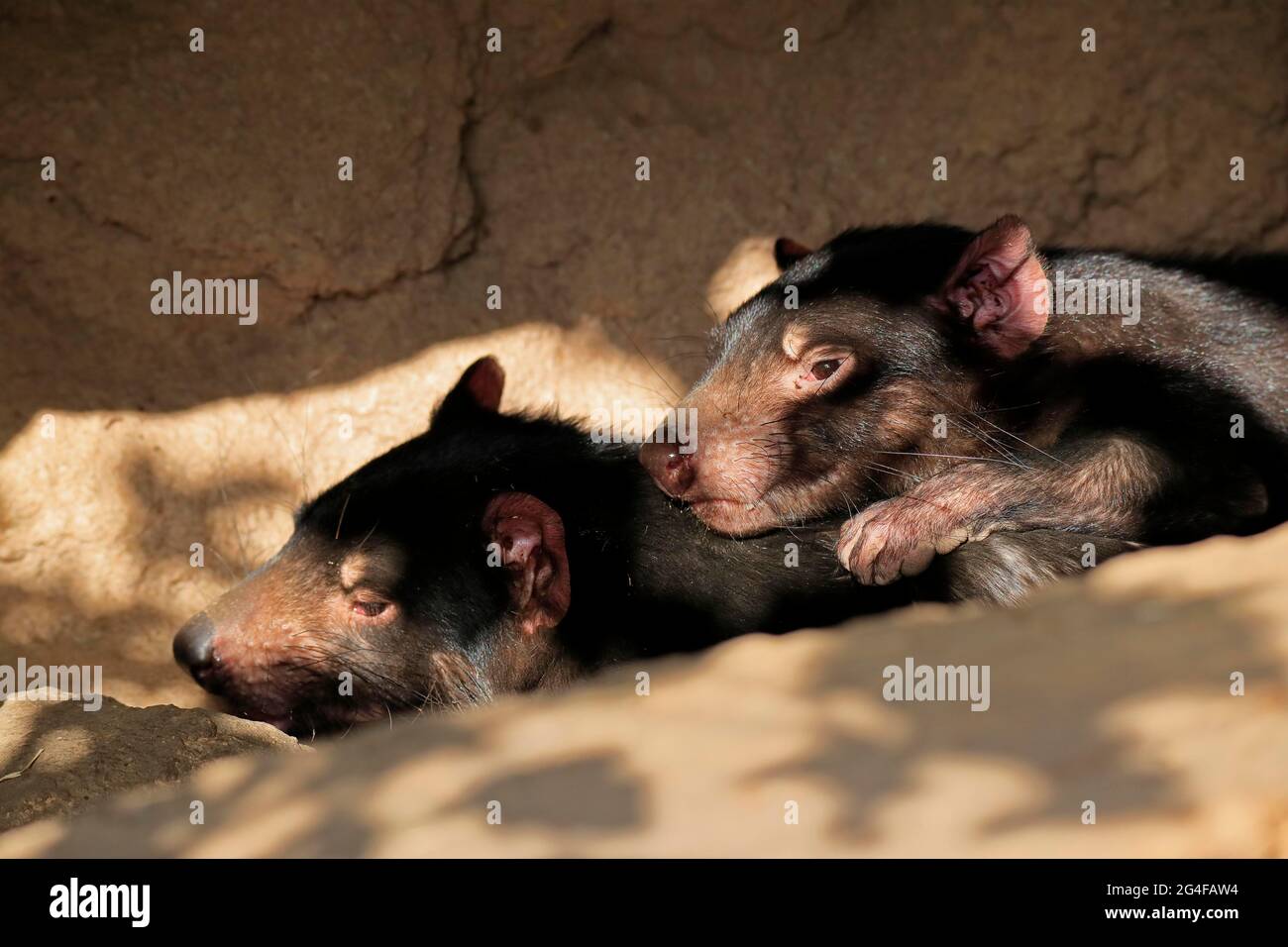 Tasmanischer Teufel (Sarcophilus harrisii), Tasmanischer Teufel, erwachsen, männlich, weiblich, Paar, soziales Verhalten, Porträt, Gefangener, Australien Stockfoto