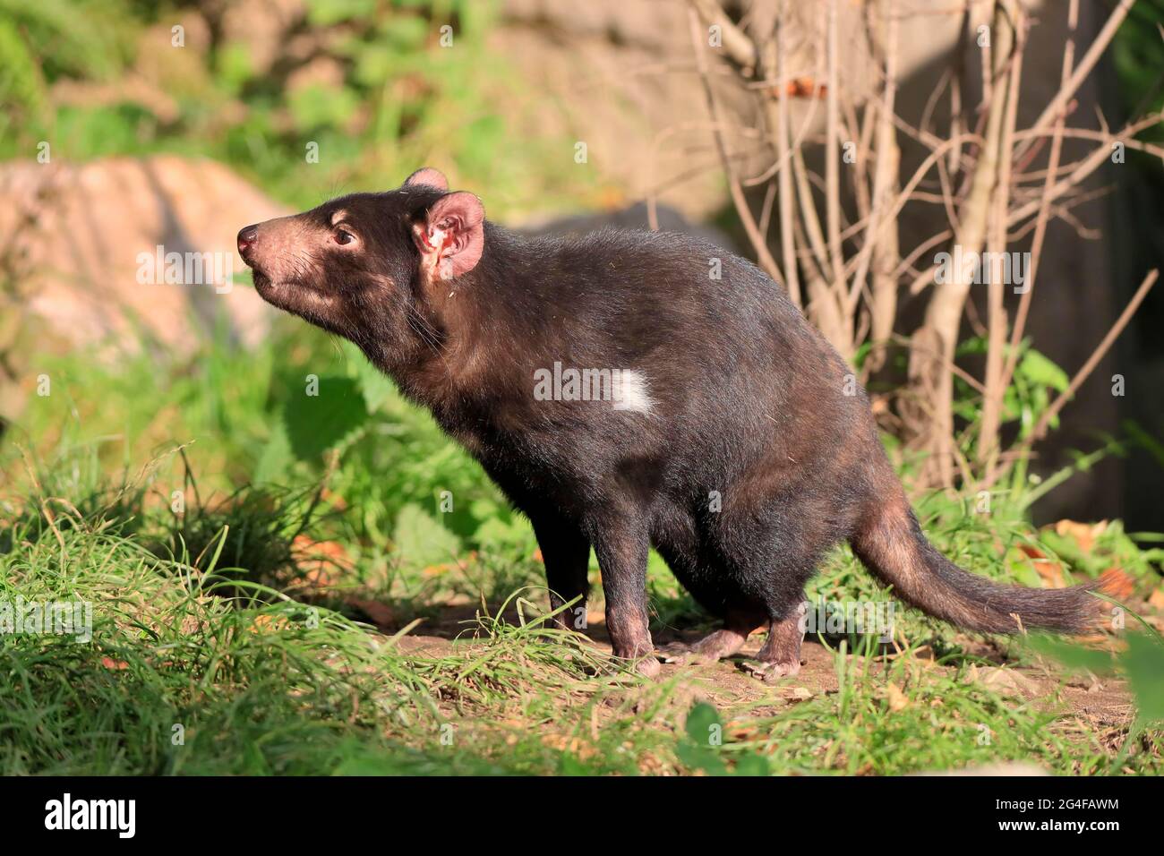 Tasmanischer Teufel (Sarcophilus harrisii), Tasmanischer Teufel, erwachsen, wachsam, gefangen, Australien Stockfoto