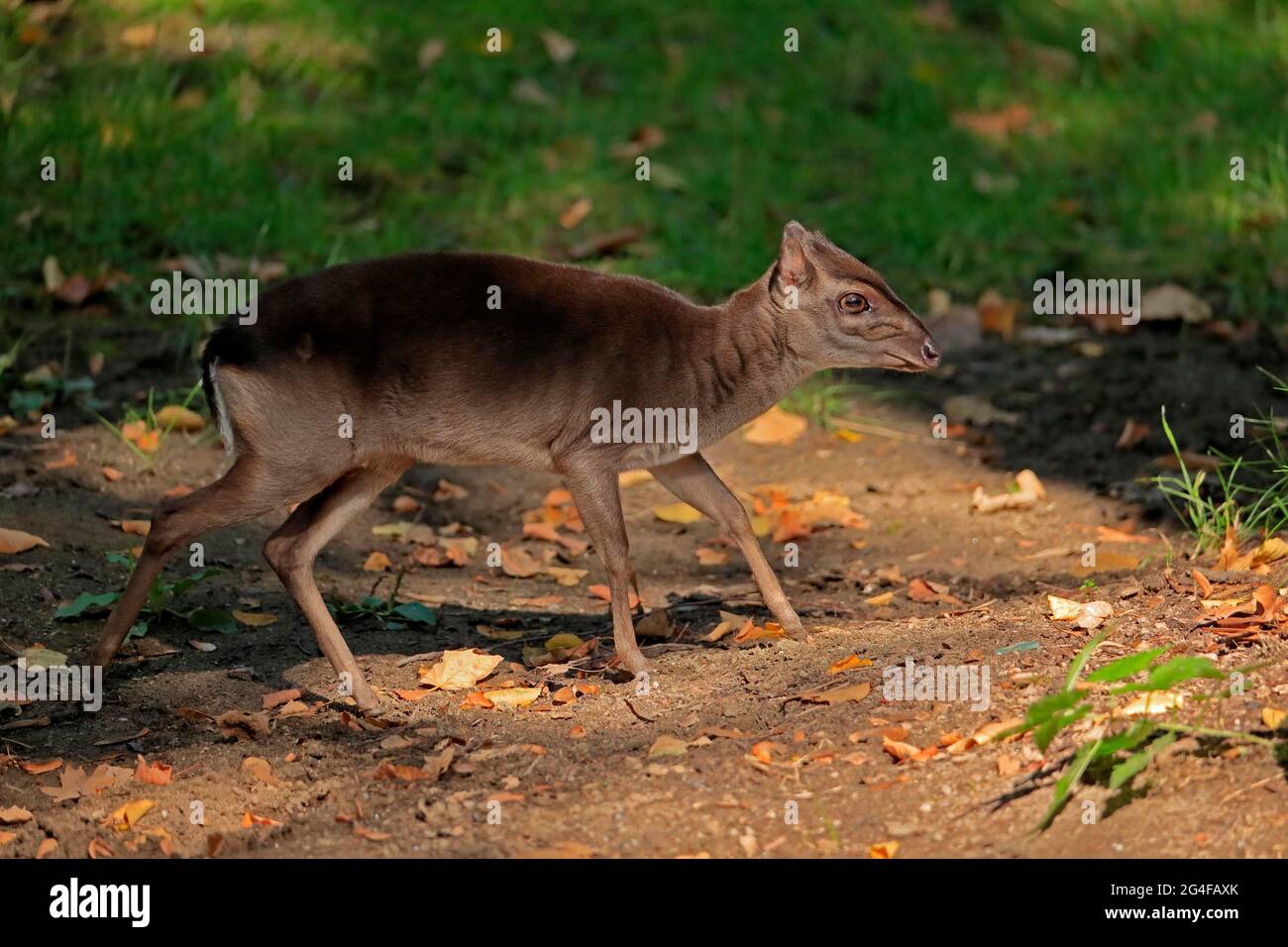 Kongo-Blauduiker (Philantomba monticola congica), erwachsen, Futter, gefangen Stockfoto