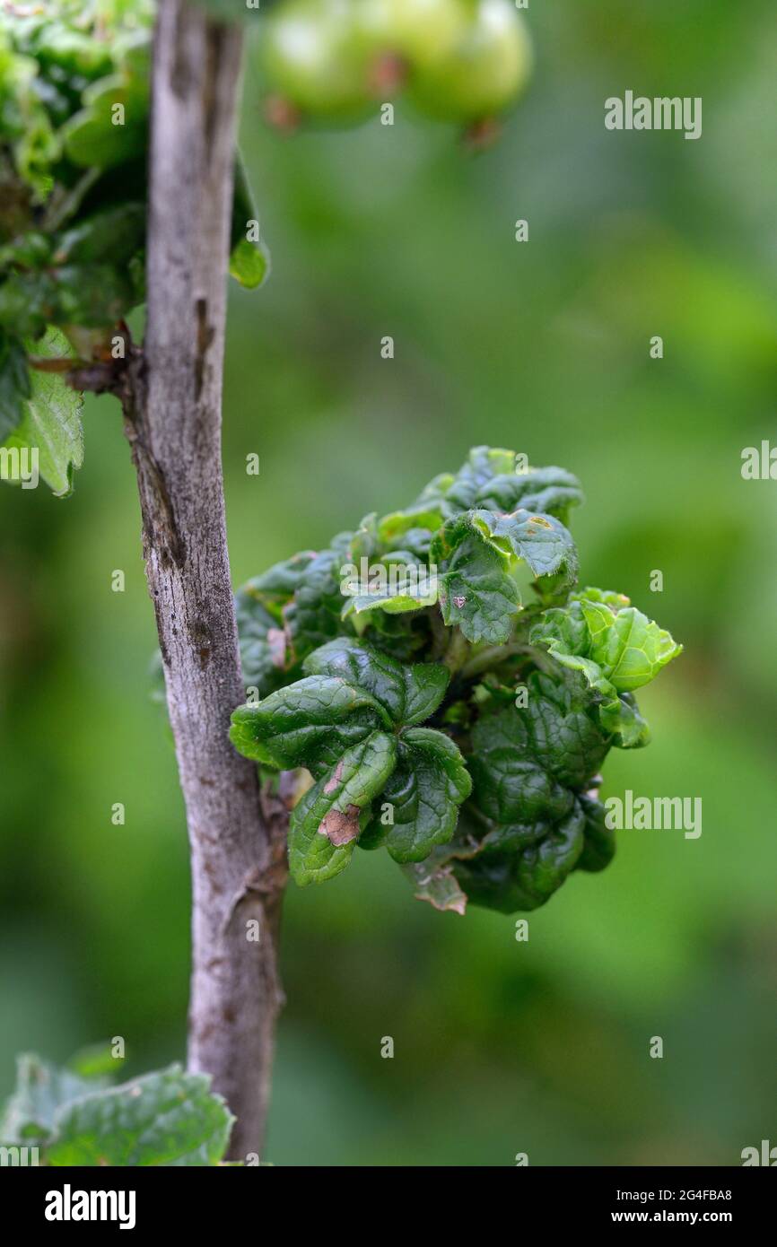 Curl-Krankheit auf Johannisbeeren, Pflanzenkrankheit Stockfoto