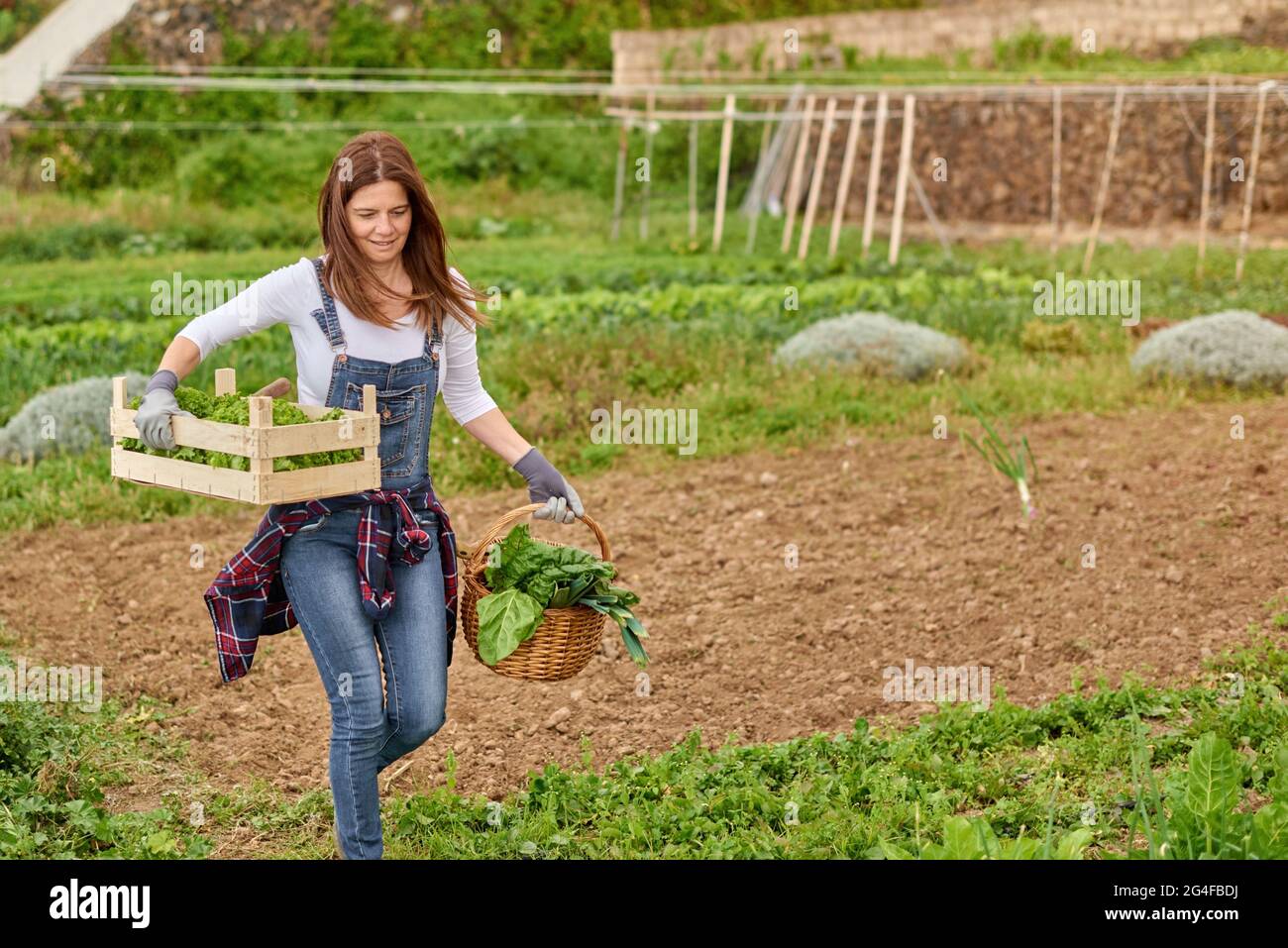 Bauer mit Salat und Spinat im Korb zu Fuß auf der Plantage Stockfoto