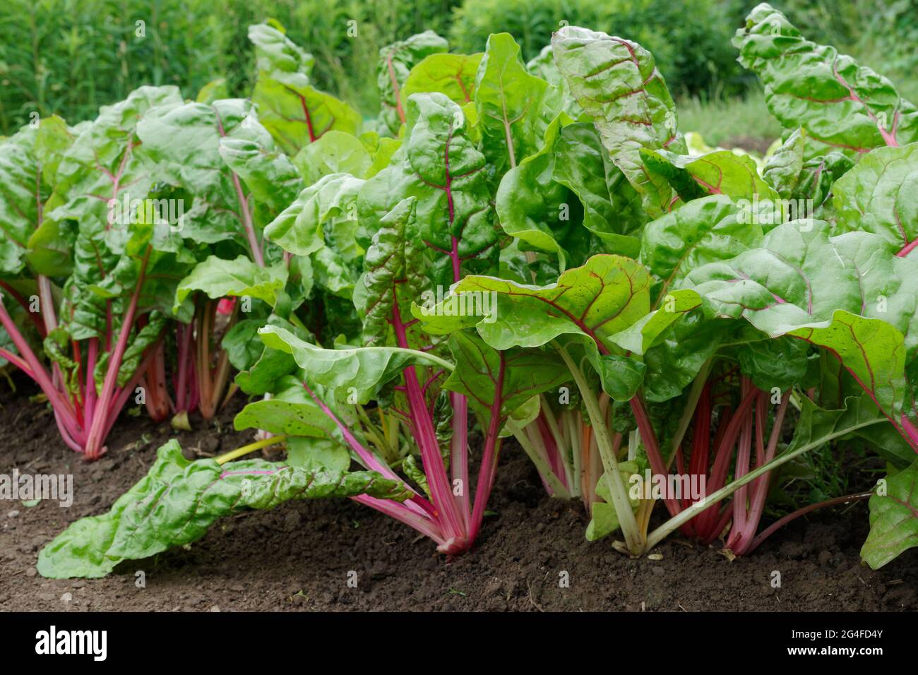 Rote Schweizer Karte wächst im Gemüsegarten Stockfoto