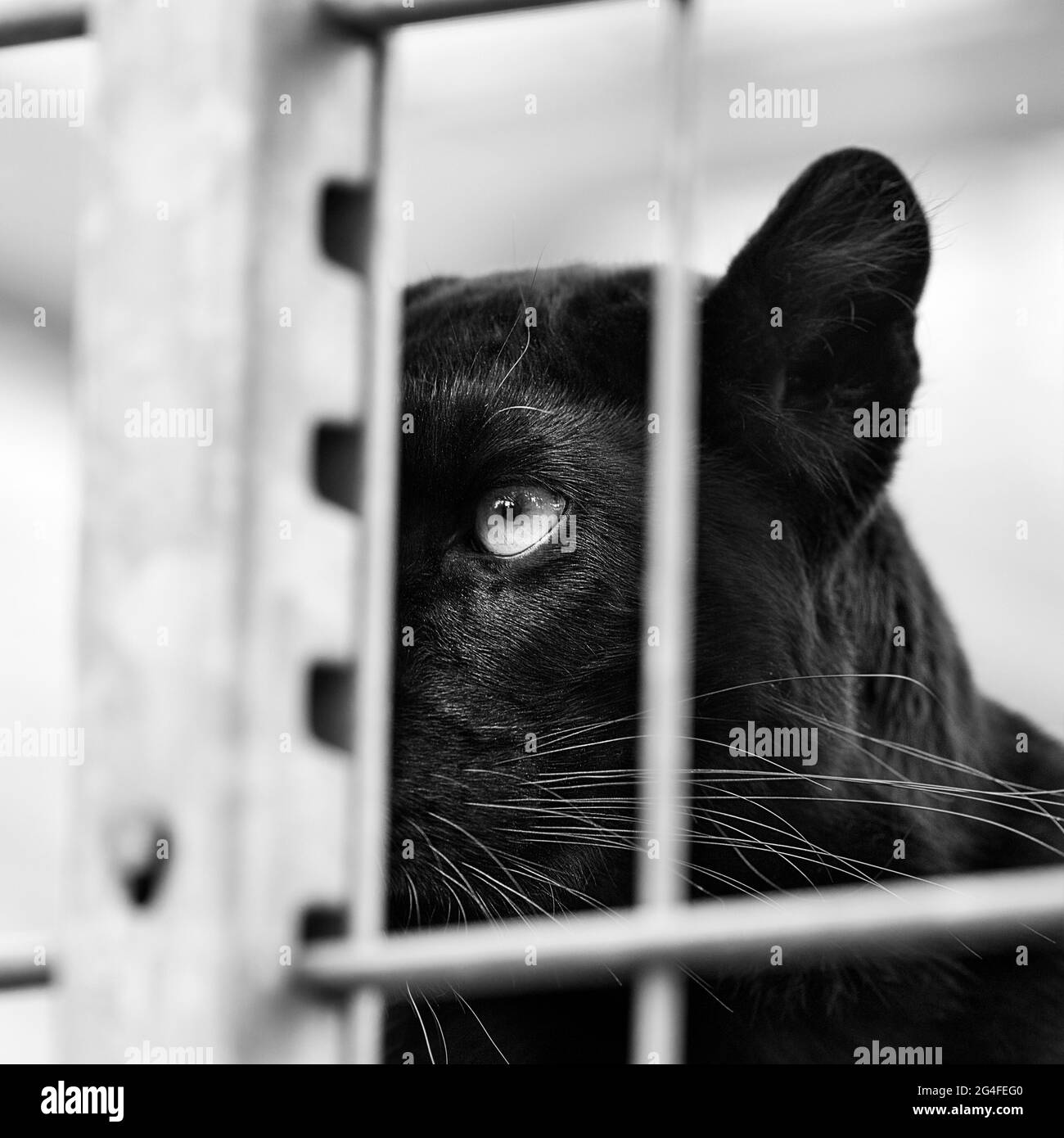Schwarzer Panther (Panthera pardus), Kopf hinter Gittern, im Käfig, gefangen, Deutschland Stockfoto