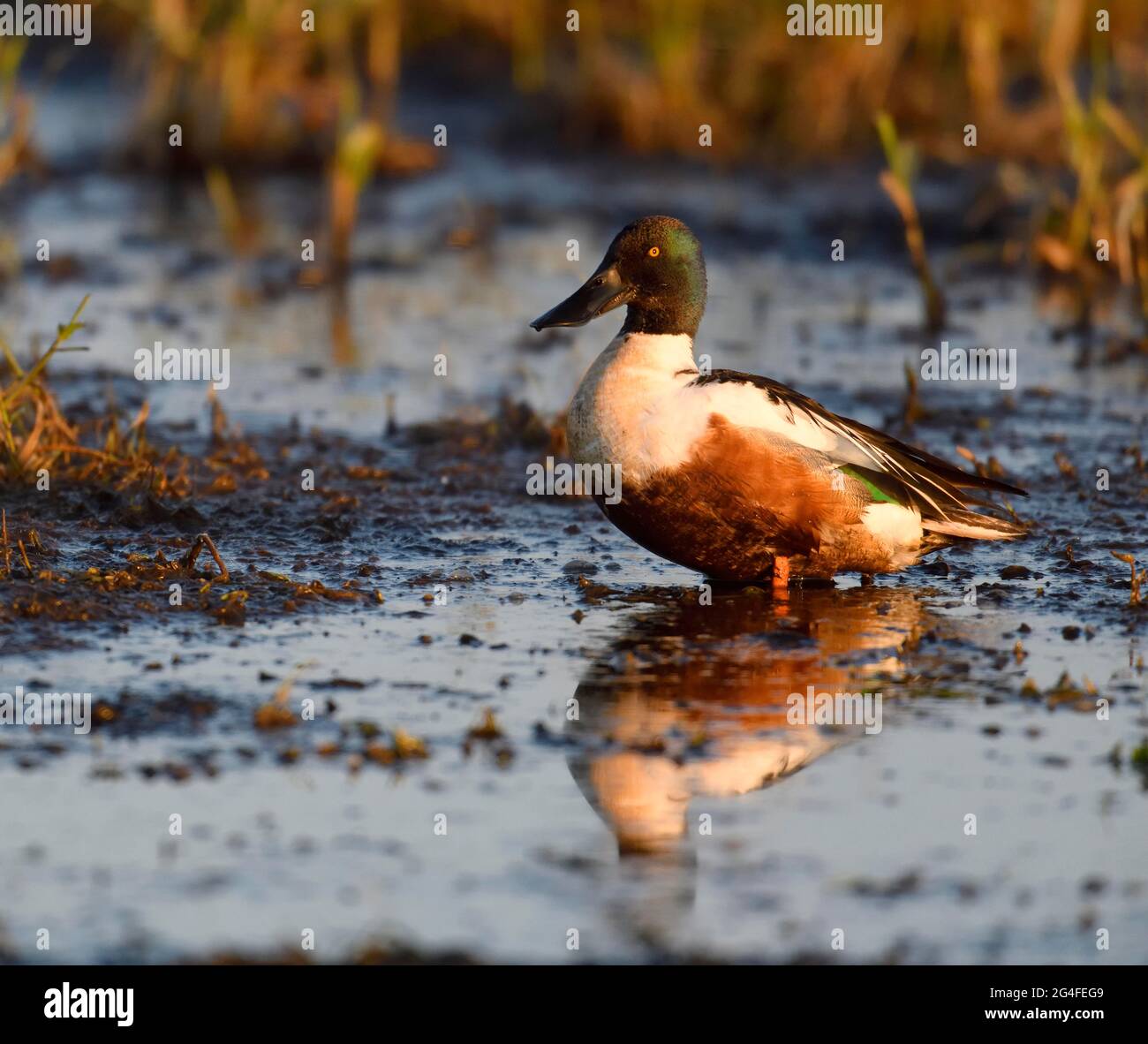 Nördliche Schuppler (Anas clypeata) in einem Sumpfgebiet, Dümmer, Norddeutschland, Deutschland Stockfoto